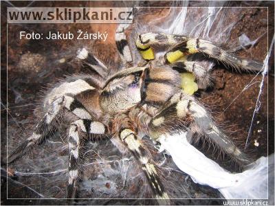 Poecilotheria-fasciata