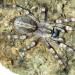 Poecilotheria formosa