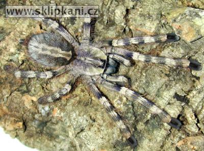 Poecilotheria-formosa