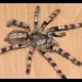 Poecilotheria formosa