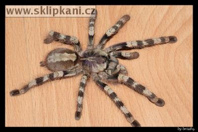 Poecilotheria-formosa