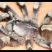Poecilotheria formosa