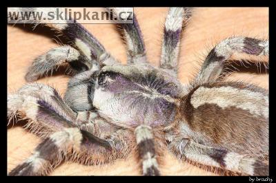 Poecilotheria-formosa