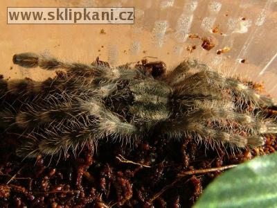 Poecilotheria-formosa