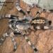 Poecilotheria formosa