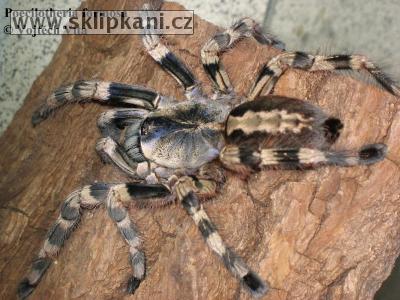 Poecilotheria-formosa