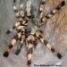 Poecilotheria formosa