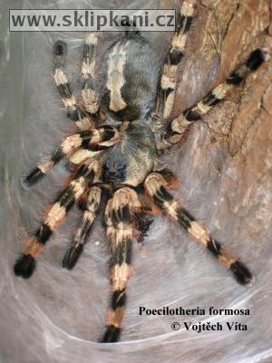 Poecilotheria_formosa