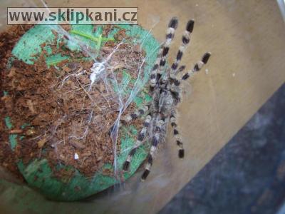 Poecilotheria_formosa