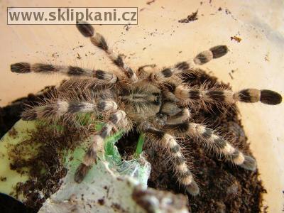 Poecilotheria_formosa