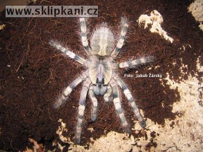 Poecilotheria_formosa