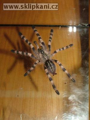 Poecilotheria_formosa