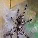 Poecilotheria formosa