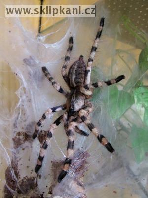 Poecilotheria_formosa