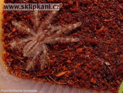 Poecilotheria-formosa