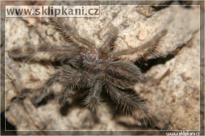 Poecilotheria_hanumavilasumica