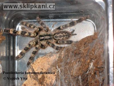 Poecilotheria-hanumavilasumica