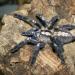 Poecilotheria metallica