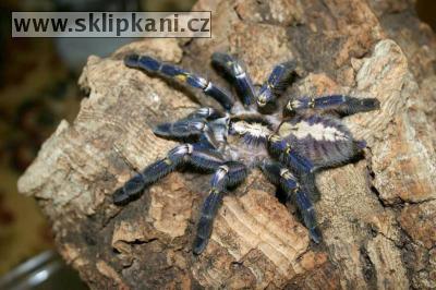 Poecilotheria_metallica