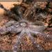 Poecilotheria metallica