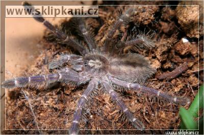 Poecilotheria-metallica