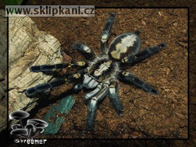 Poecilotheria-metallica