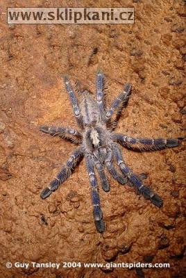 Poecilotheria-metallica