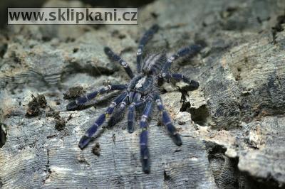 Poecilotheria_metallica