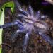 Poecilotheria metallica