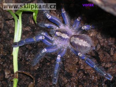 Poecilotheria-metallica