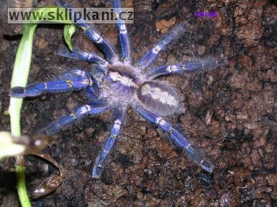 Poecilotheria_metallica