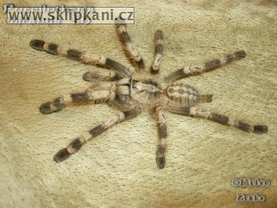 Poecilotheria-miranda