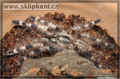 Poecilotheria-miranda