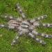 Poecilotheria miranda