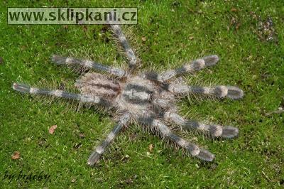 Poecilotheria_miranda