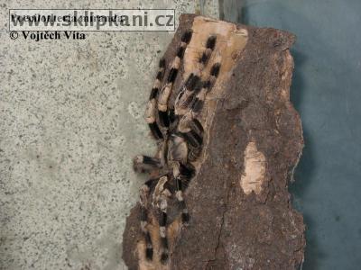 Poecilotheria-miranda