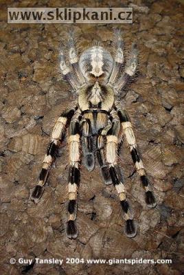 Poecilotheria-miranda