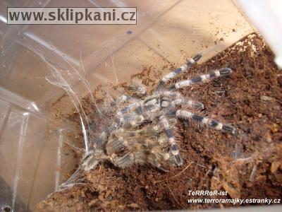 Poecilotheria-miranda