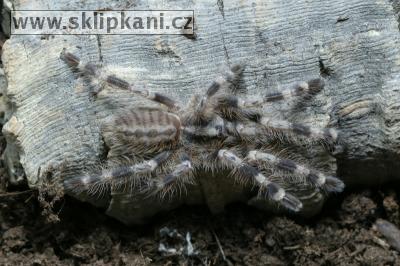 Poecilotheria_miranda