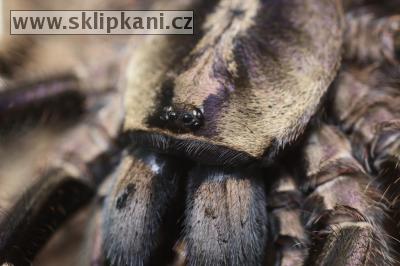 Poecilotheria-miranda