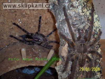 Poecilotheria_ornata