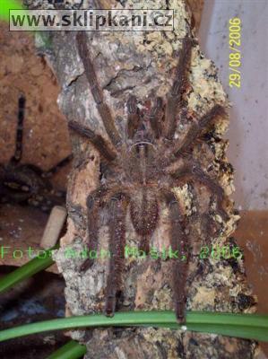 Poecilotheria_ornata