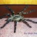 Poecilotheria ornata