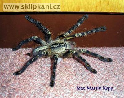 Poecilotheria-ornata