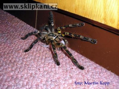 Poecilotheria_ornata