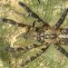 Poecilotheria ornata