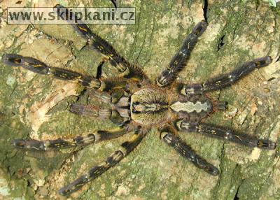 Poecilotheria_ornata