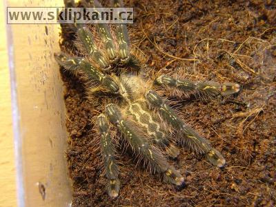 Poecilotheria_ornata