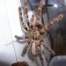 Poecilotheria ornata