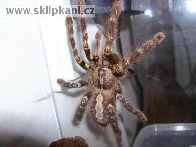 Poecilotheria_ornata